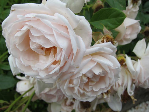 Garden Design - Les Rhumbs 5