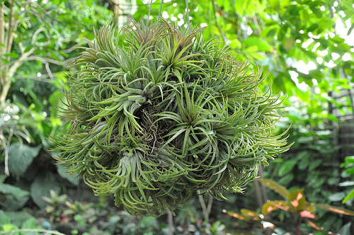 Garden Design - Air Plants