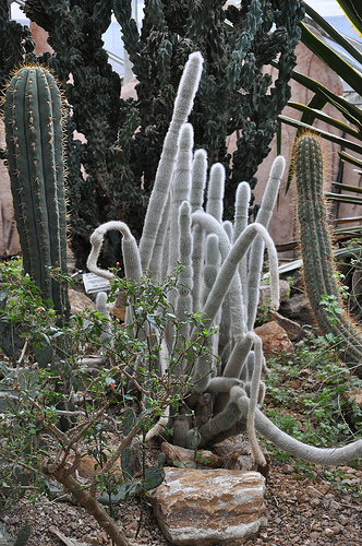 Garden Design - Old Man Cactus