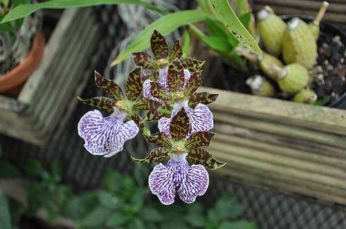 Garden Design - Orchids