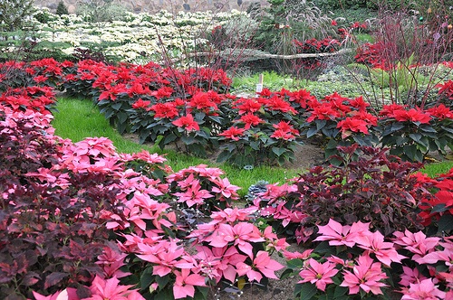 Garden Design - Pointsettas