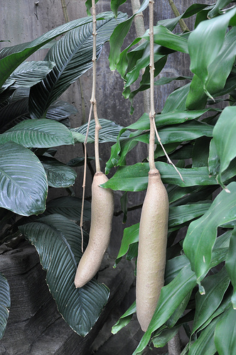 Garden Design - Sausage Plants