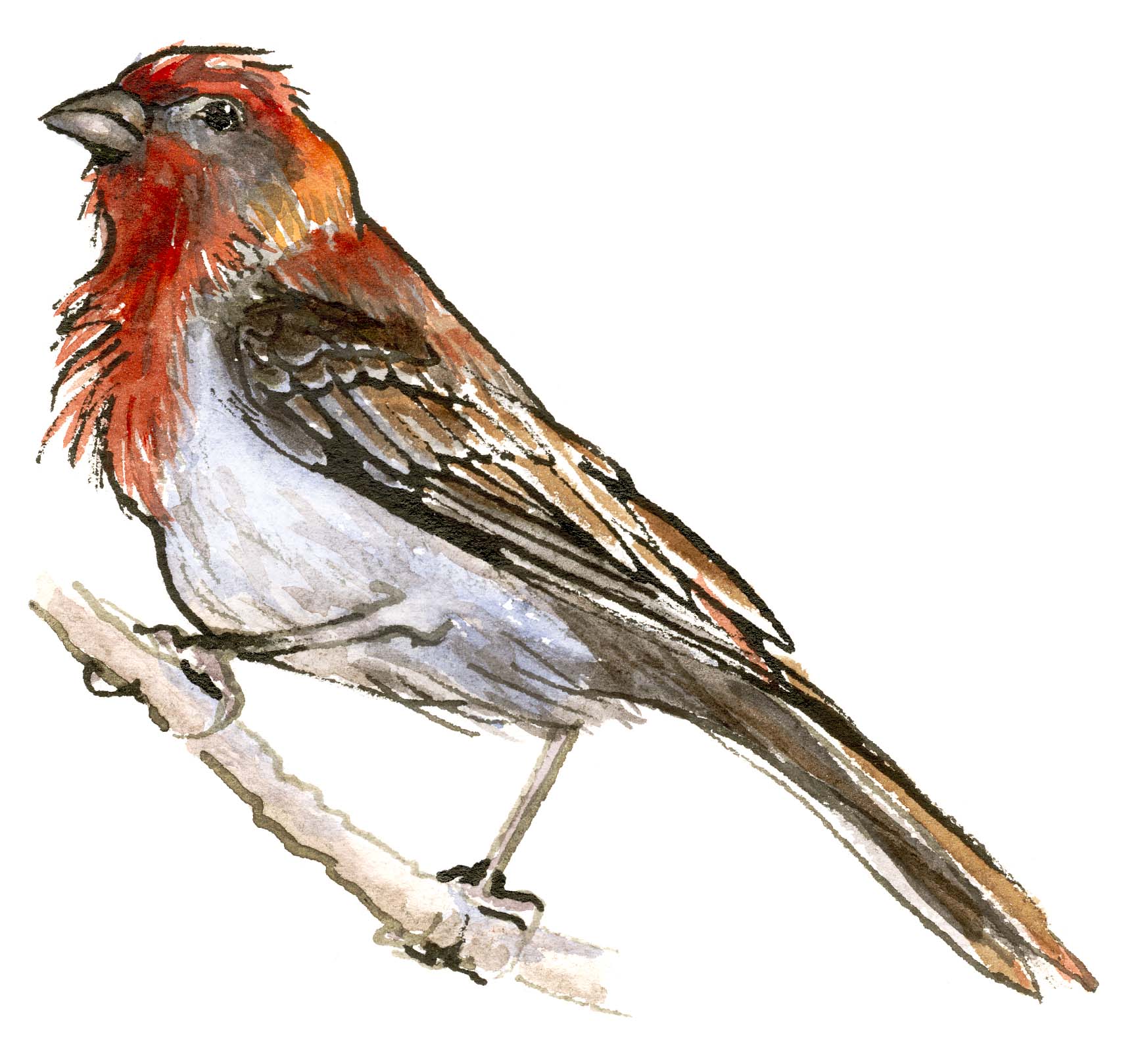 House finch