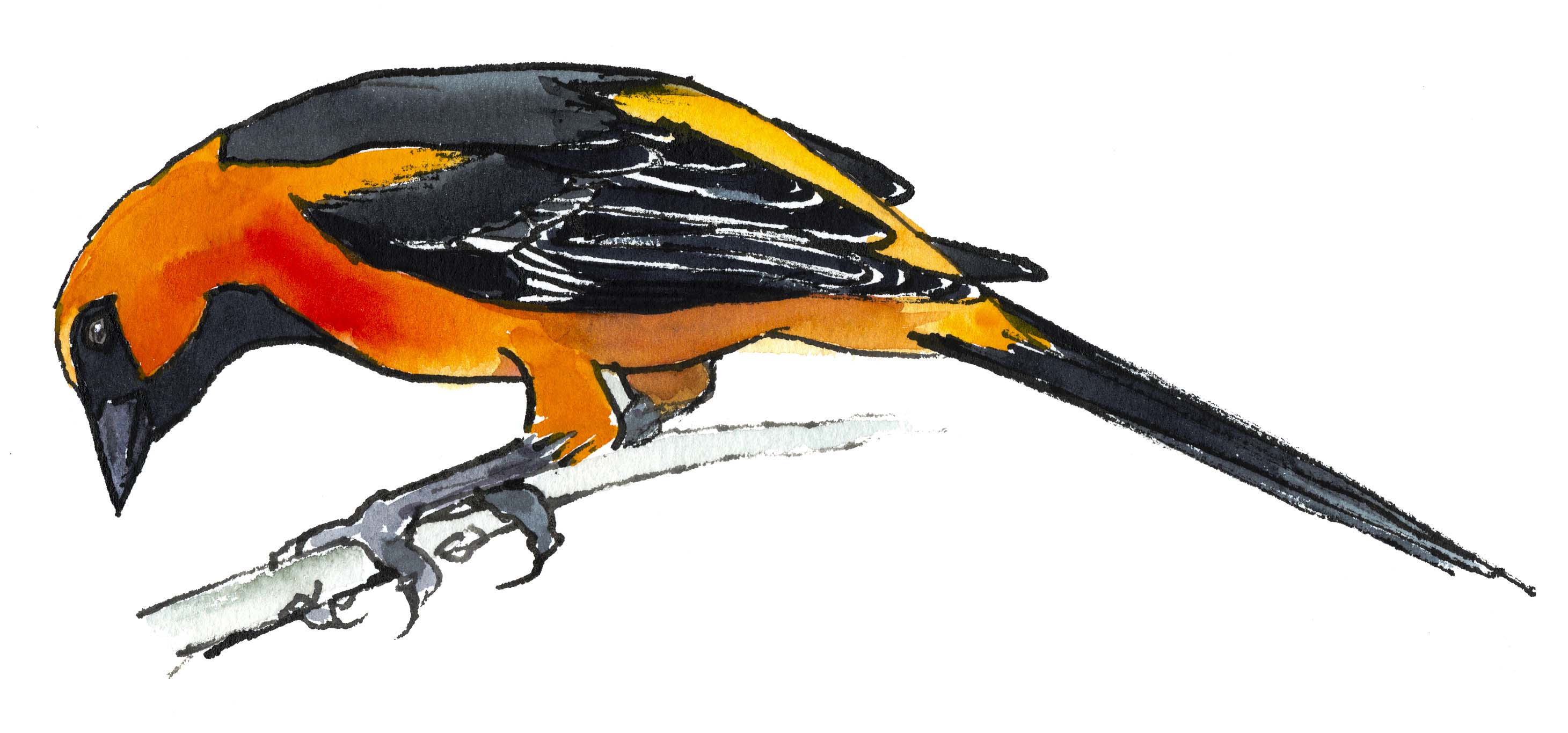 Altima Oriole