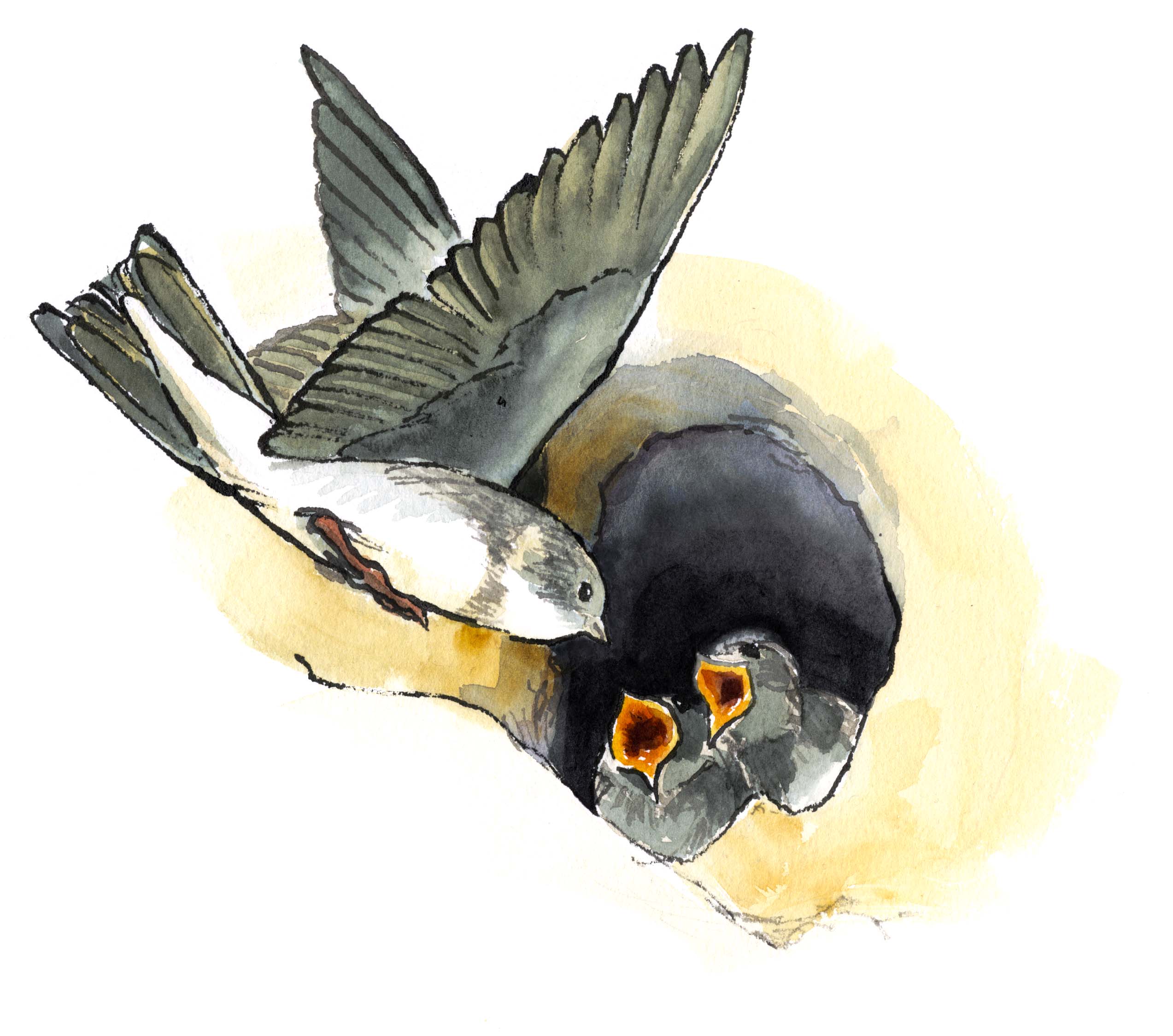 bank swallow