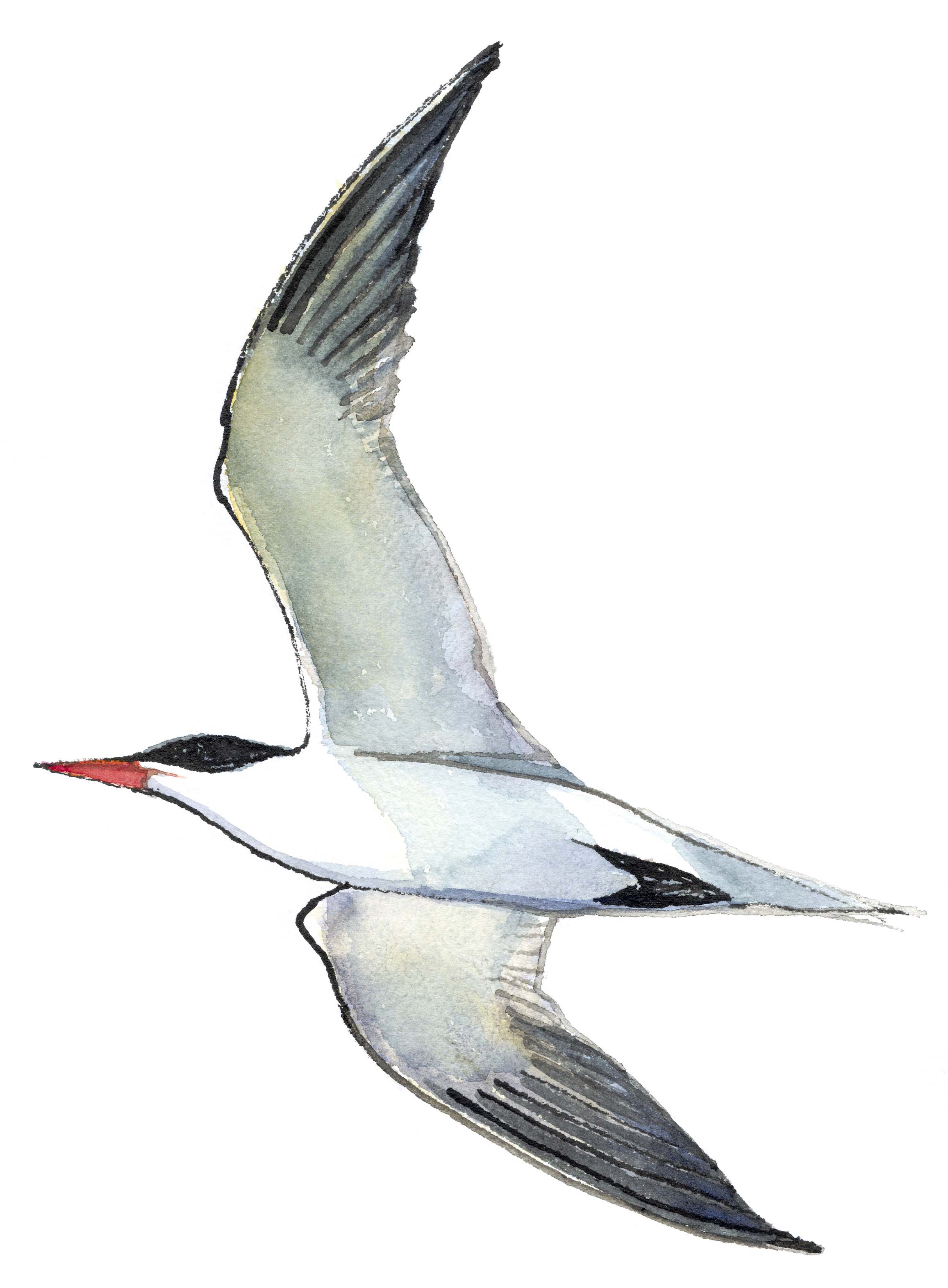 Caspian tern