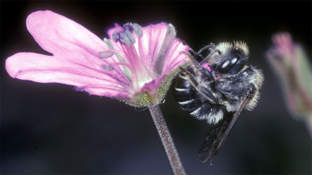 bee and flower bee and flower