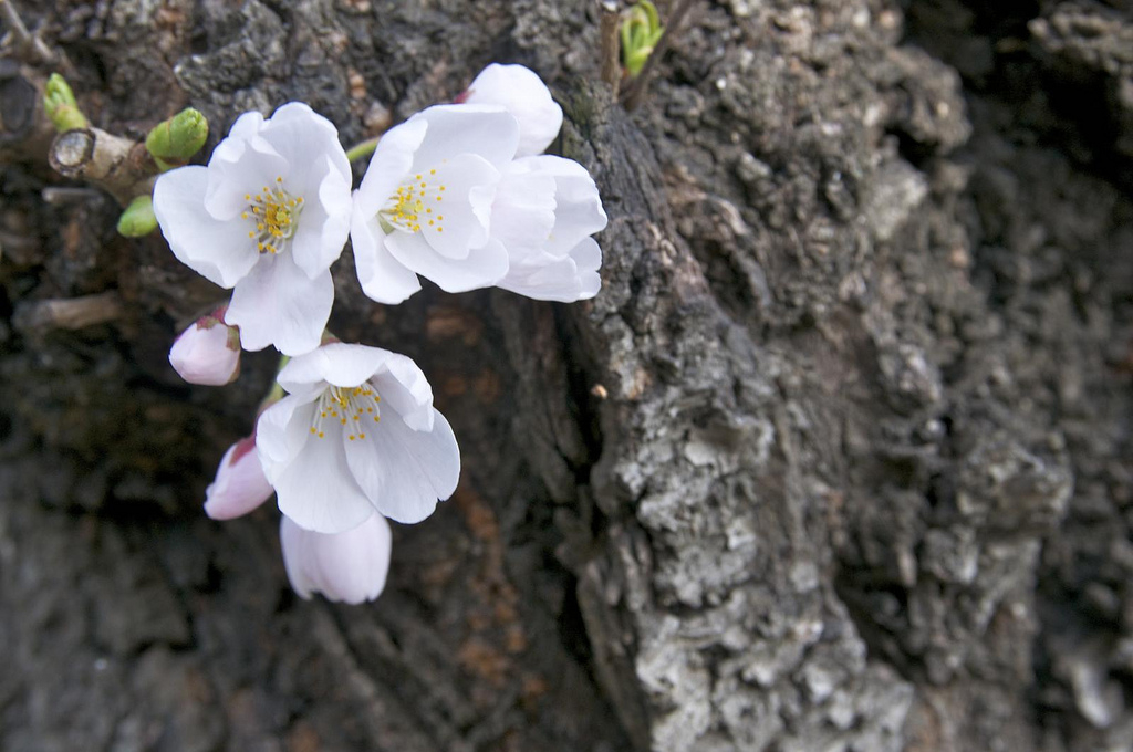 cherry blossom bud cherry blossom bud