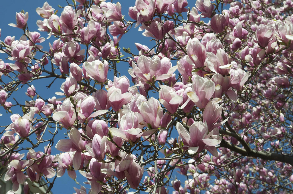 magnolia magnolia