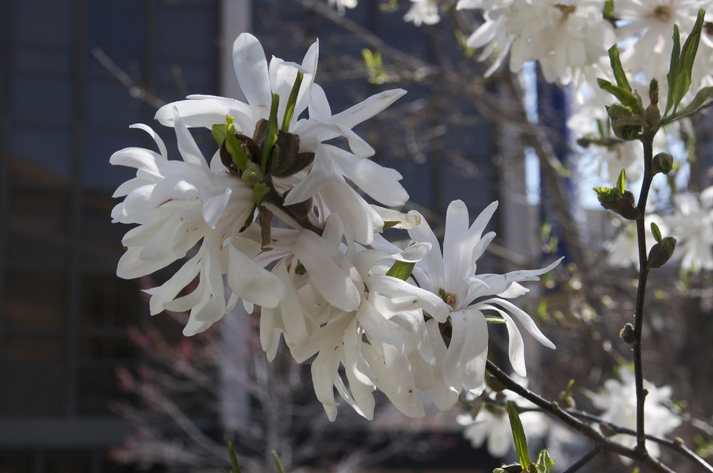 star magnolia star magnolia