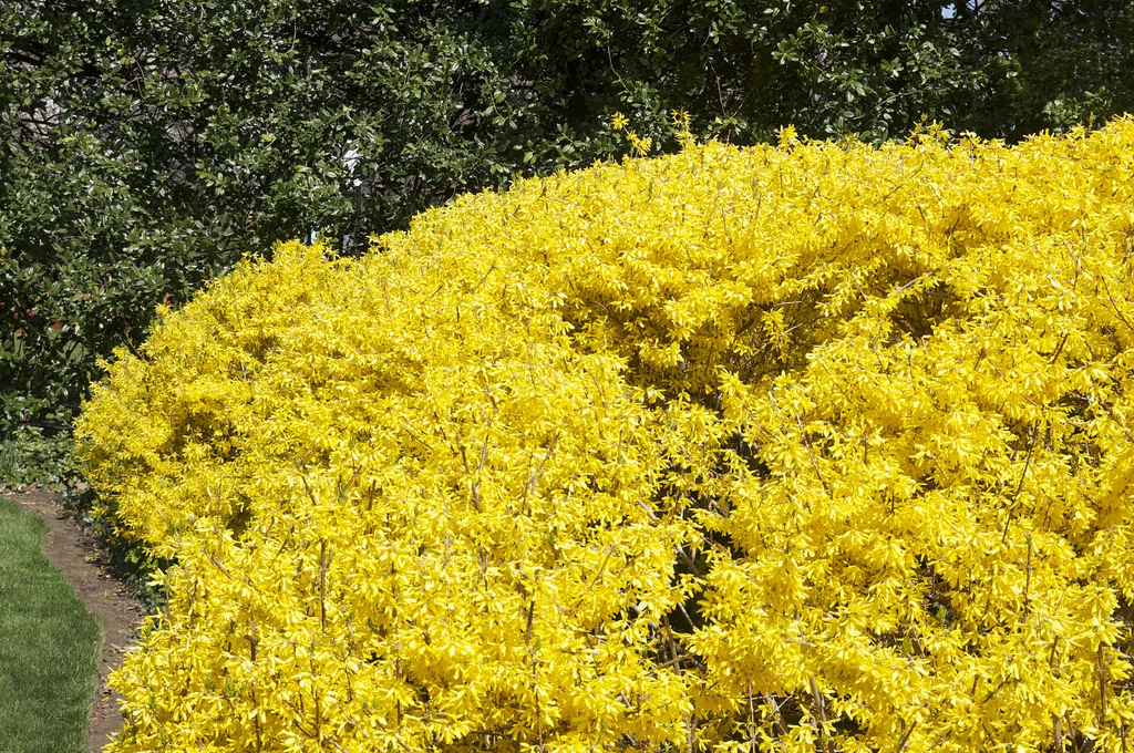 forsythia forsythia
