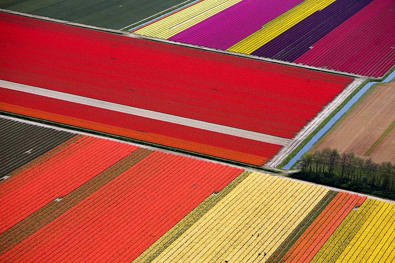 tulip fields2