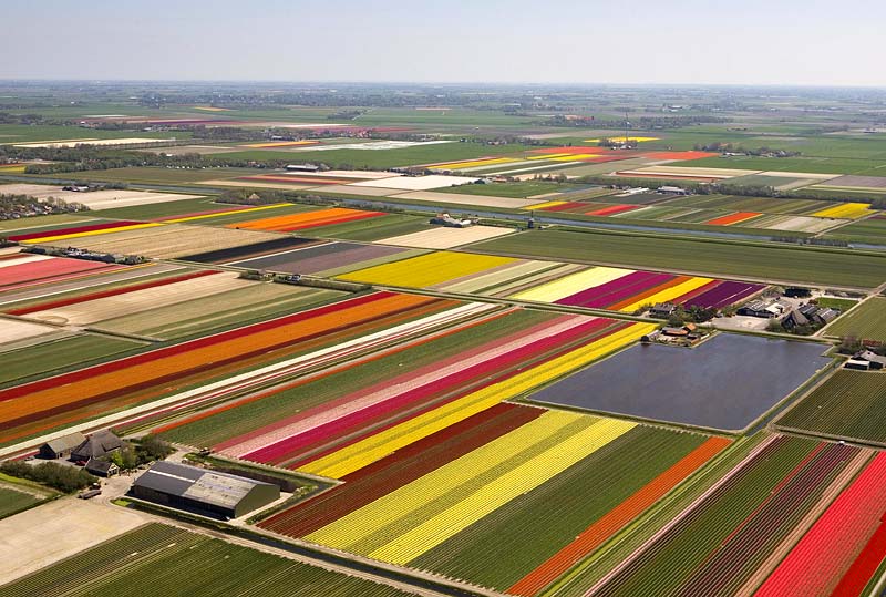 tulip fields