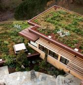 plants green roof