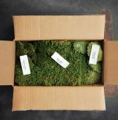 plants mail order