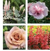 2012 new plants