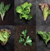 look book plants greens