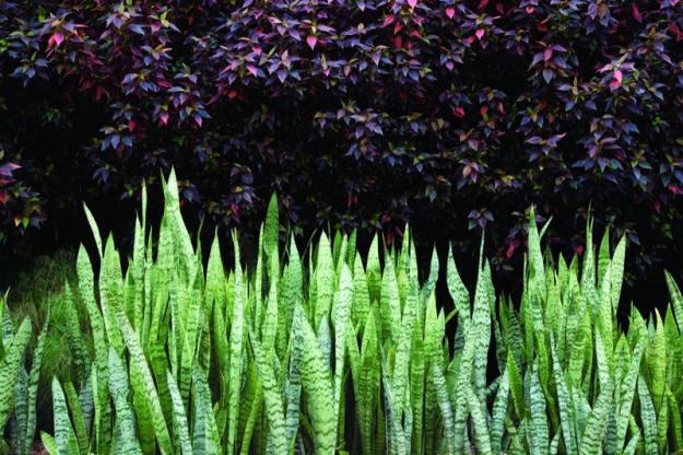 Garden Design