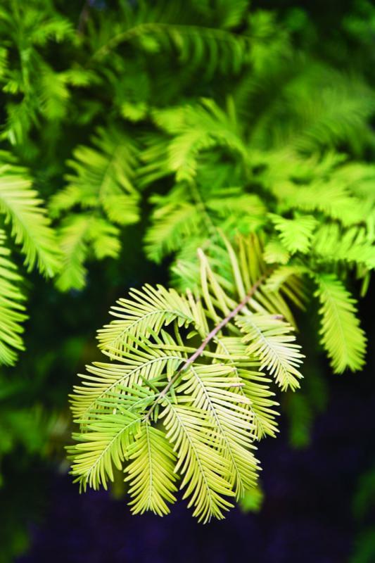 Garden Design
