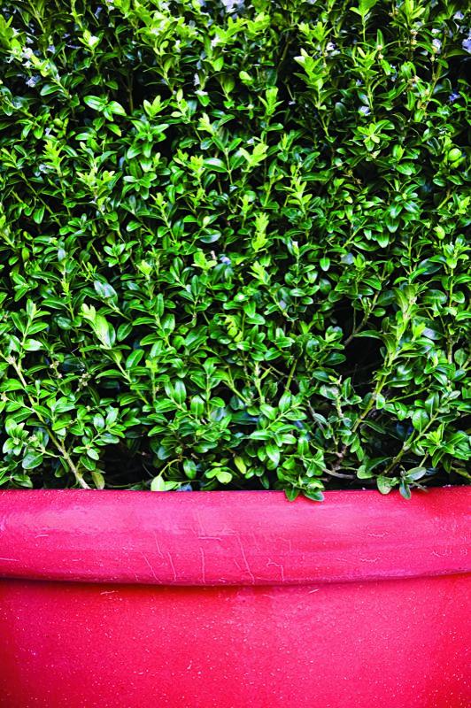 Garden Design