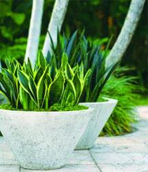 Easy-to-grow Sansevierias