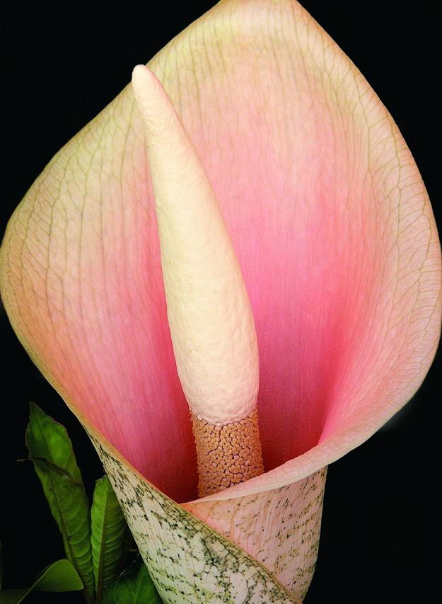Voodoo lily