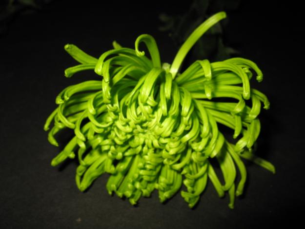 Green Mum