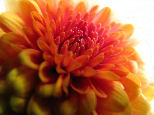 Orange mum
