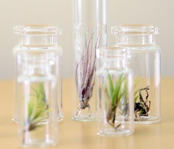 Air Plant Terrarium