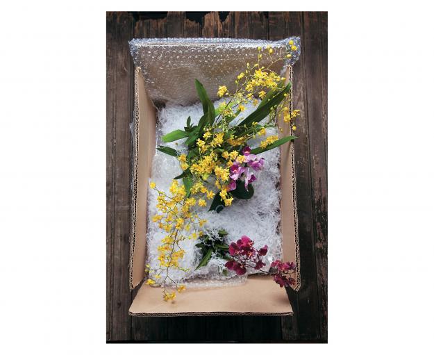Garden Design - Oncidium ‘Yellow Twinkle’