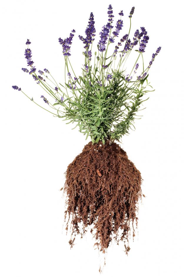 Garden Design - ‘Lavance Purple’ lavender 