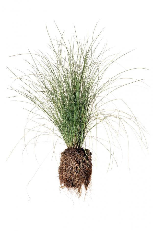Garden Design - Pink muhly grass 
