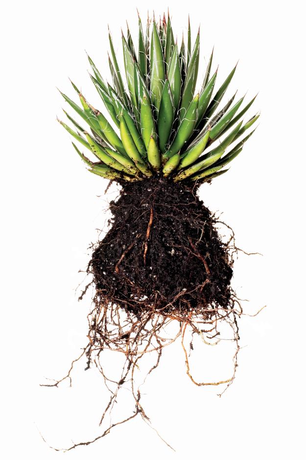 Garden Design - 'Queen Victoria' Century Plant