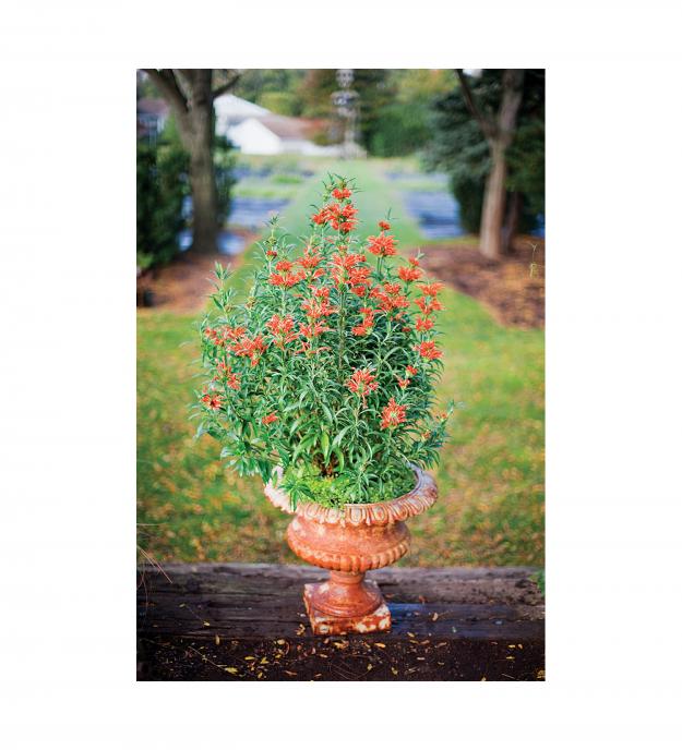 Garden Design - Ode on a Victorian Urn