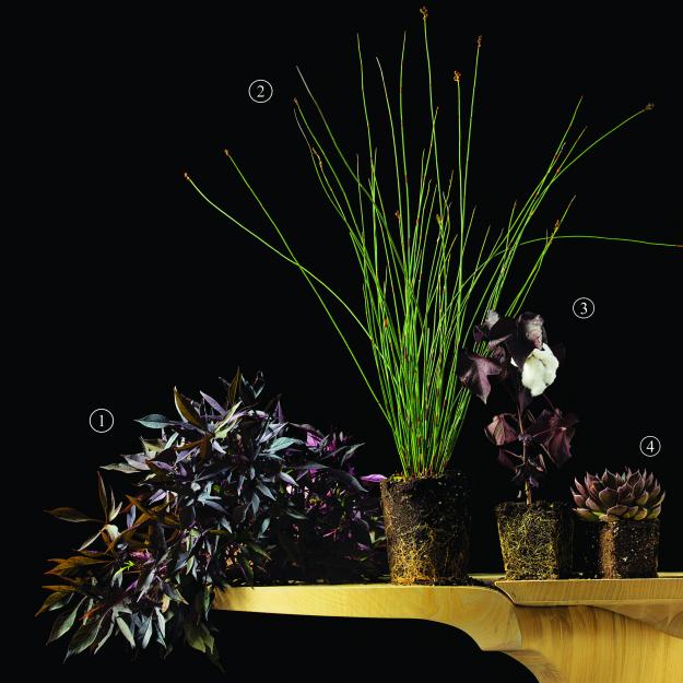 Garden Design - Black Magic 01