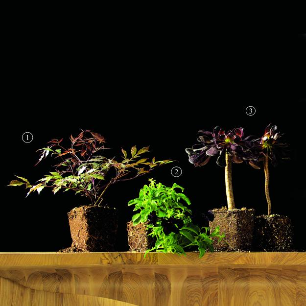 Garden Design - Black Magic 02