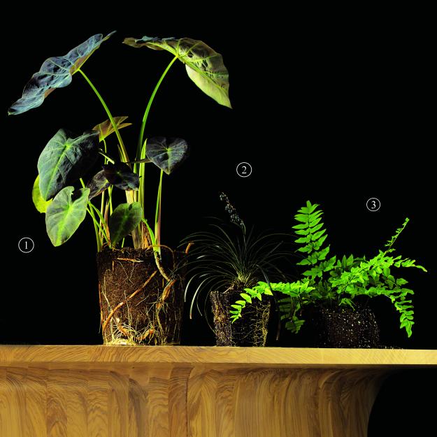 Garden Design - Black Magic 03