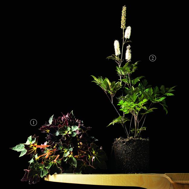 Garden Design - Black Magic 04