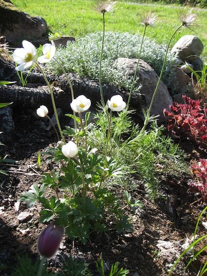 Swedish style in Gardens