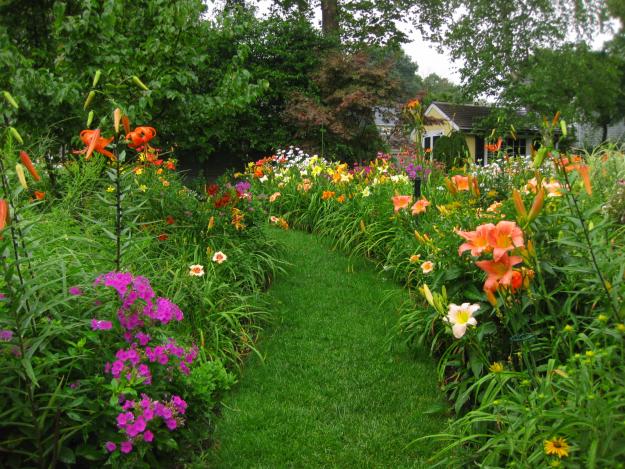 daylillies