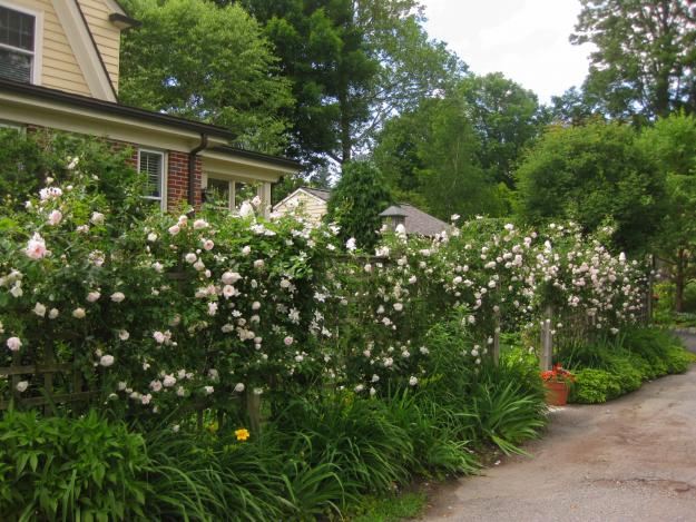 Wall of roses