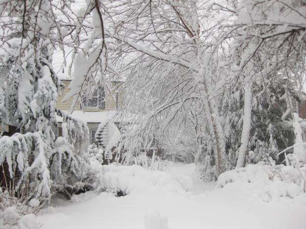 snowy garden