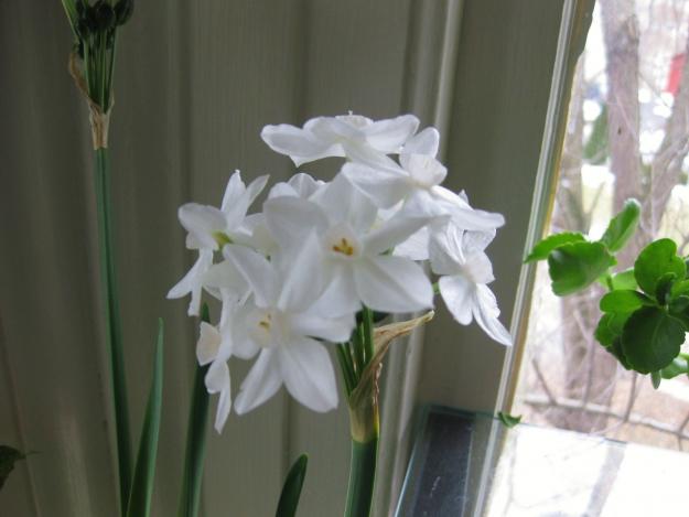 paperwhites