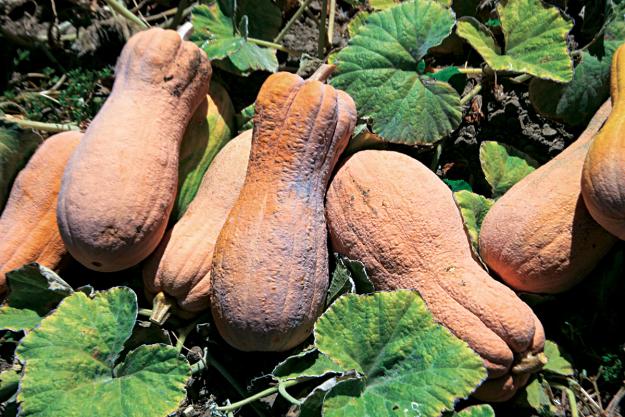 winter squash