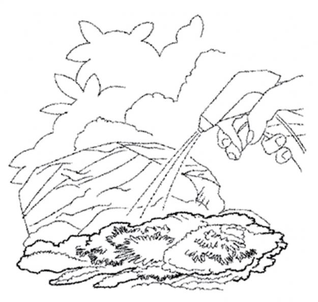 Garden Design - Moss