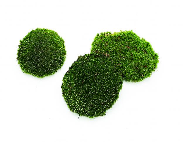 cushion Moss