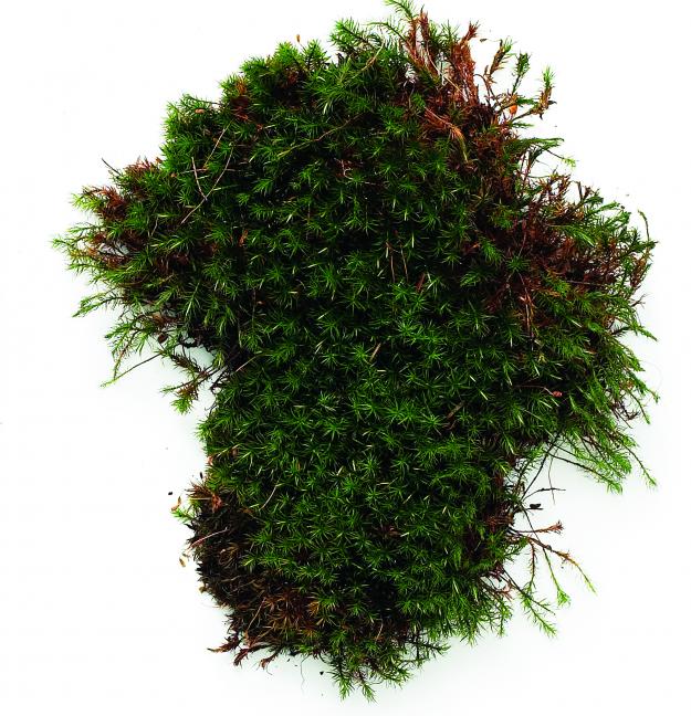 Hair Cap Moss