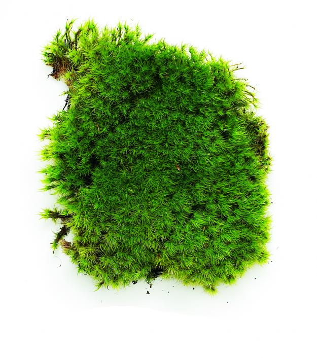 Rock Cap Moss