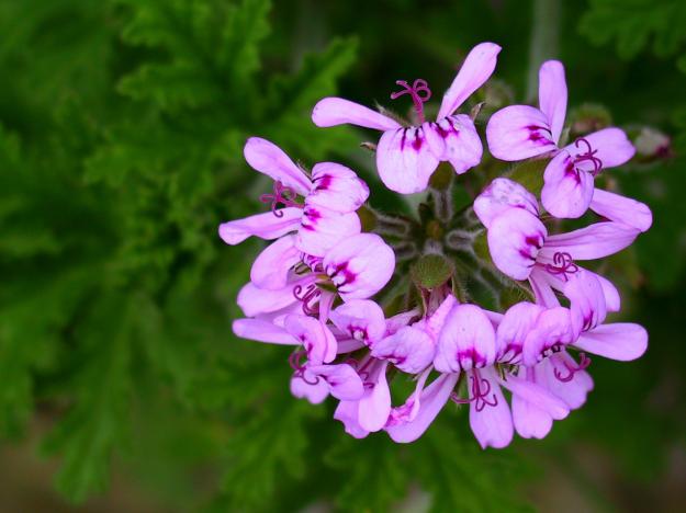 rose geranium flower