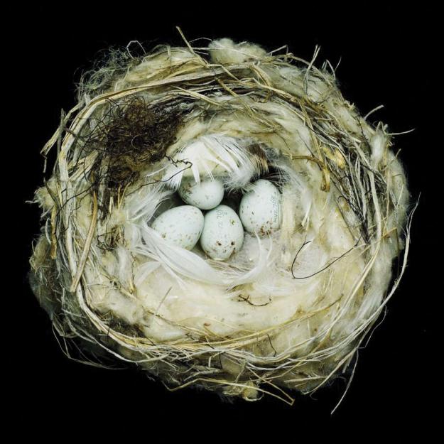 cover of Nests book